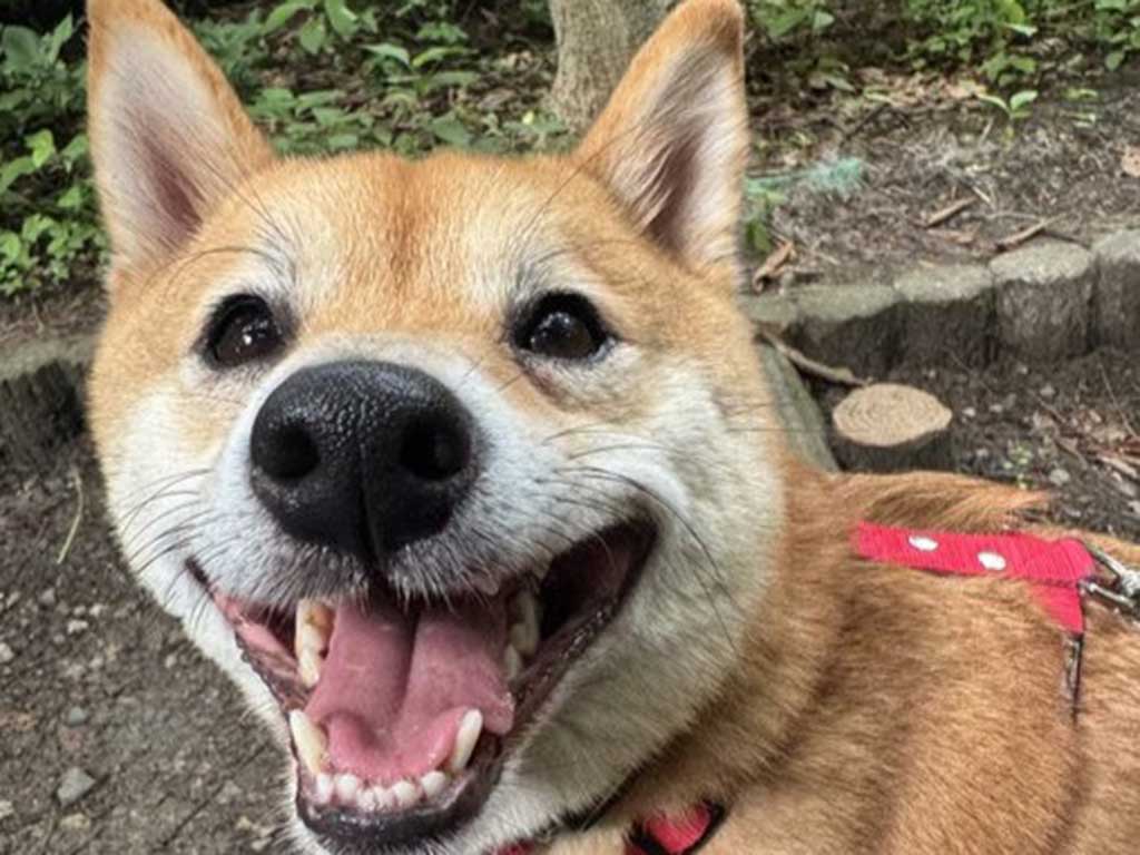 笑顔のろくくん【写真提供:柴犬ろく(@roku125shiba)さん】