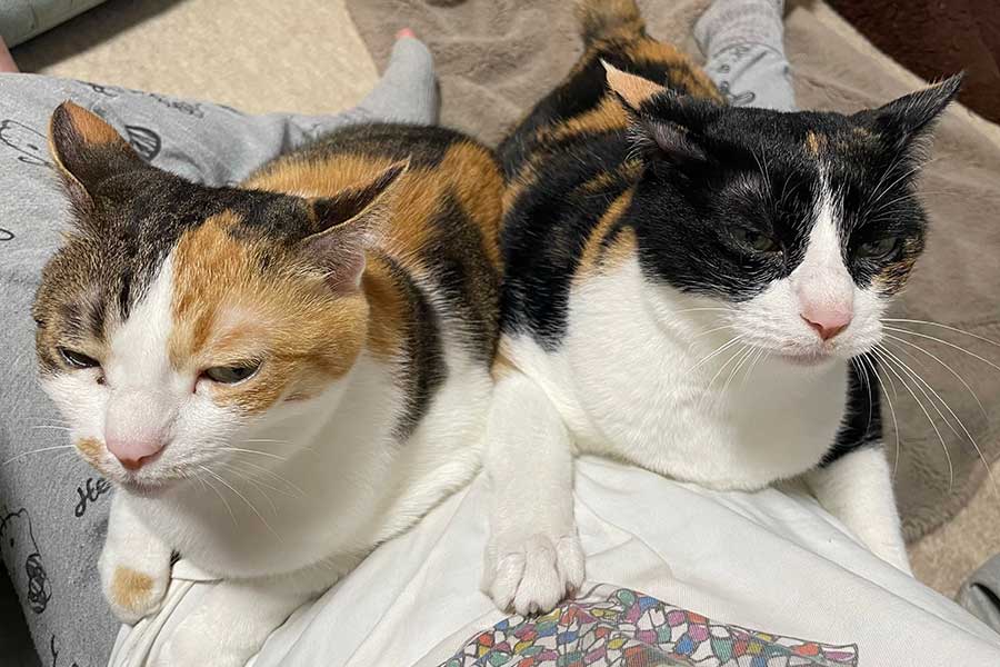 2匹で飼い主さんを占拠する（左から）つぼみちゃんとよもぎちゃん【写真提供：彩～Couleur～ クルール（couleur.aya.couleur）さん】