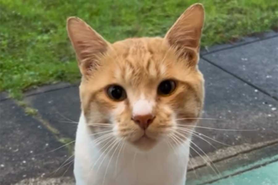 庭でごはんを食べていたきいちゃん【写真提供:猫10匹になったってよ(hogoneko10)さん】