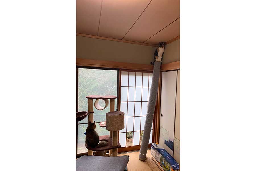 巻かれたカーペットの上から真顔を覗かせていたももこちゃん【写真提供：ともねぇ（40.tomo）さん】