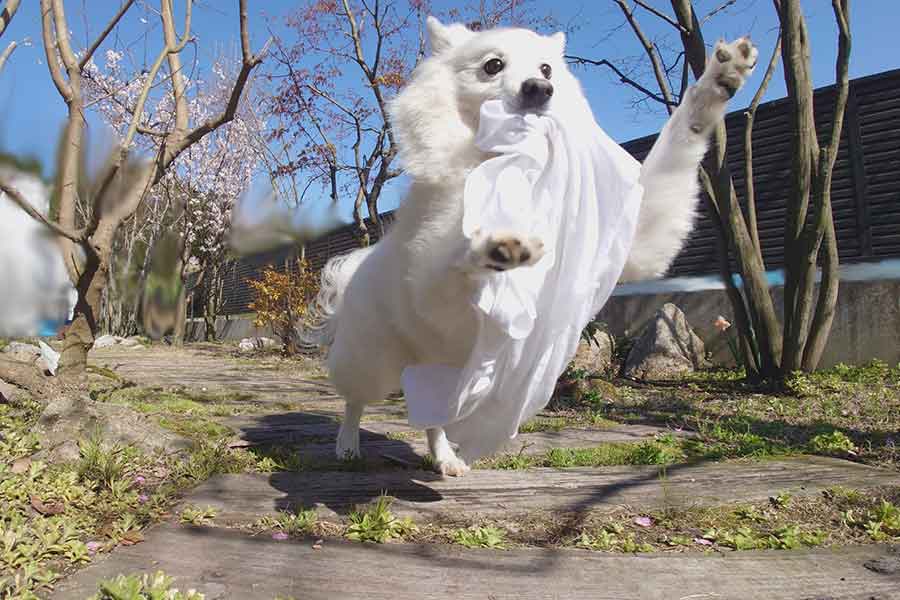 飼い主さんのシャツをくわえて疾走する楽くん【写真提供:くーさんママ(@kukuri_shibainu)さん】