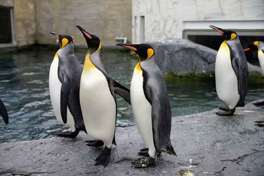 愛らしい姿が人気のペンギン(写真はイメージ)【写真:写真AC】