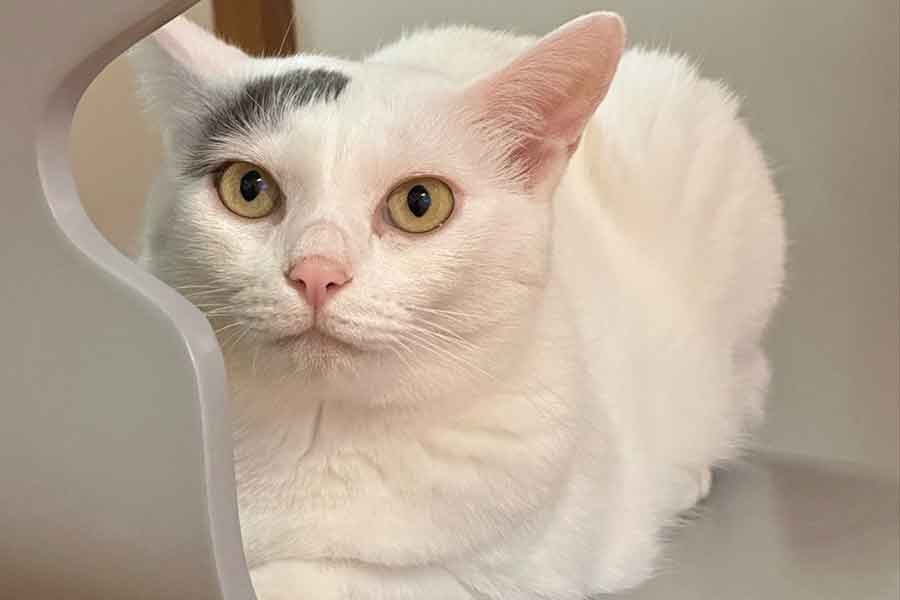 話題になった姉妹ねこの1匹、ナナちゃん【写真提供:なんだその模様ーーーー(@nana_q79)さん】