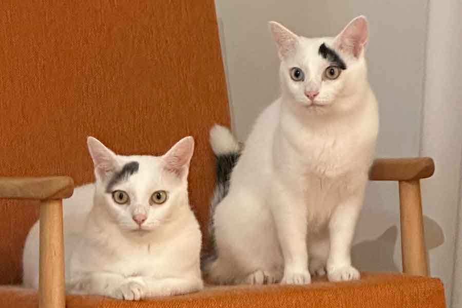 椅子に仲良く並ぶ(左から)ナナちゃんとキュウちゃん【写真提供:なんだその模様ーーーー(@nana_q79)さん】