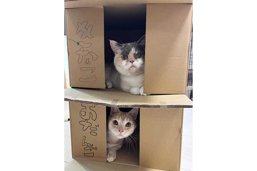 お互いの“ハウス”でくつろぐ(上から)おだんごちゃんときなこくん。【写真提供:きなことおだんご(kinako_mochi.210)さん】
