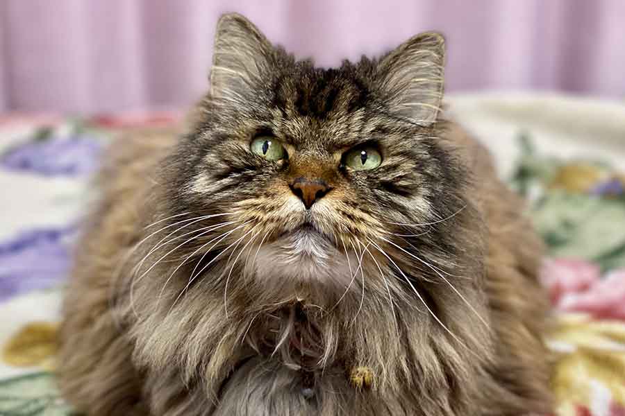 闘病の末、虹の橋を渡った猫獅さん。もちろん今でも大切な家族の一員【写真提供：るみな（@Luminyan_F）さん】