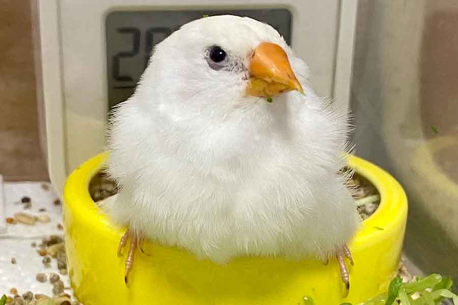 トリコモナス症の後遺症のあるぺこちさん。ふわふわの羽とつぶらな瞳がかわいらしい【写真提供：るみな（@Luminyan_F）さん】