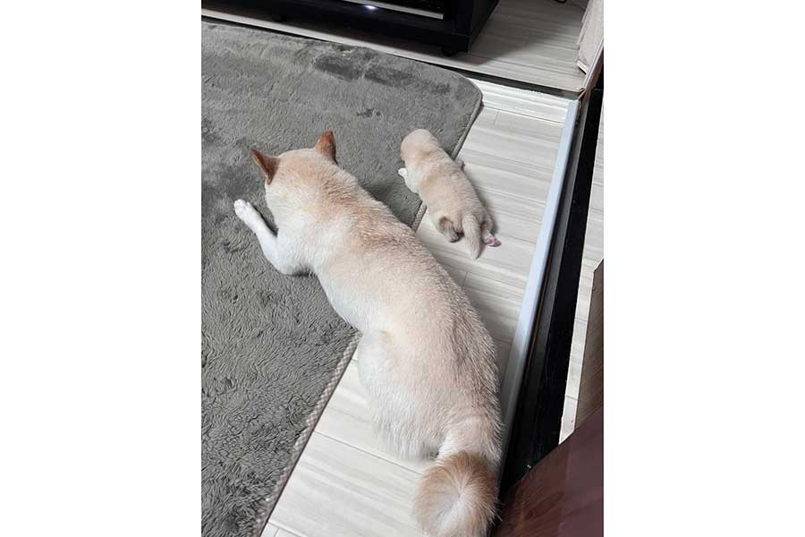 そっくりな後ろ姿の（左から）エルちゃんとハクトくん【写真提供：豆柴夫婦エルとタケル（@niko71212202）さん】