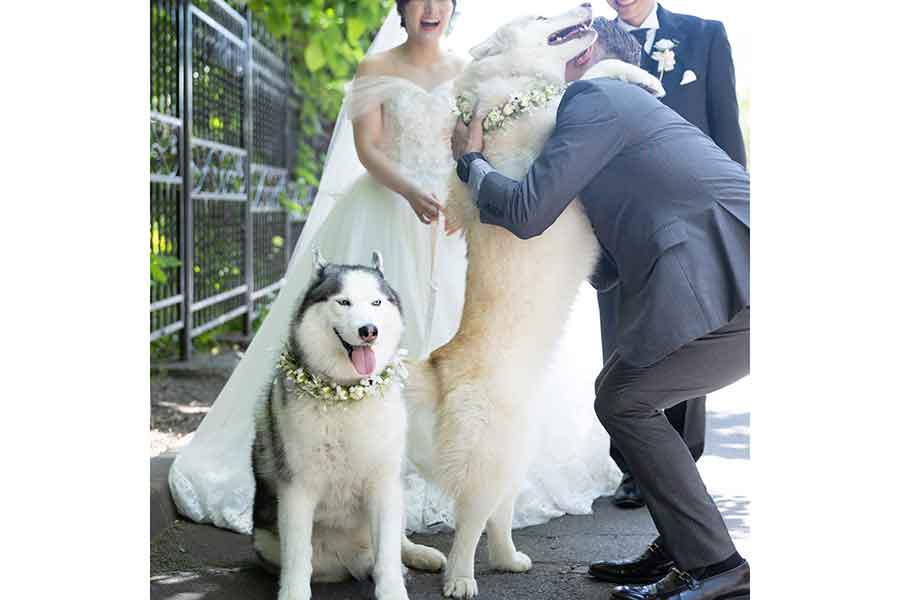 新婦の父に抱きつくマグリィちゃん（右）と、おとなしいレオくん【写真提供：レオマグ（@leomag_husky00）さん】