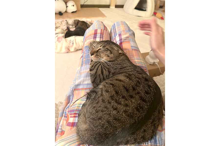 耳が倒れたままのシャオリーちゃん【写真提供：ごんねこ（@VQfuv）さん】