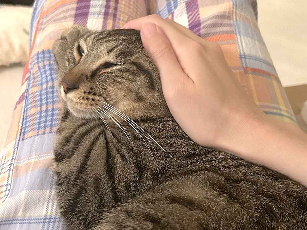満足げな表情を見せるシャオリーちゃん【写真提供：ごんねこ（@VQfuv）さん】