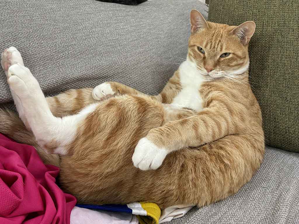 人間のようにくつろぐオリくん【写真提供：あやね（a_y_r_r_s_ot）さん】