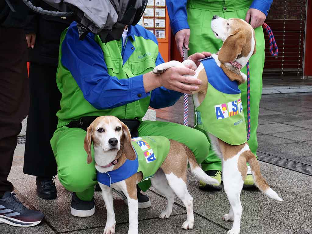文化財を守る、シロアリ探知犬アリスとサラ【写真提供：アサンテ】