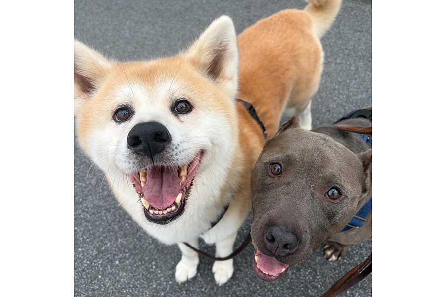 強いイメージがある犬種だけれど、笑顔はとても素敵な秋田犬のくりちゃん(左)と、ピットブルのメグちゃん【写真提供:asu(@kuri__patona)さん】