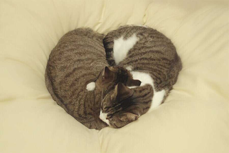 子ねこの頃から仲良しな（左から）うしおくんとピーチちゃん【写真提供：無重力猫ミルコのお家（@ccchisa76）さん】
