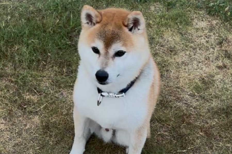 熊本で迷子犬が無事に飼い主のもとへ【写真提供：オン（@5vmM8）さん】