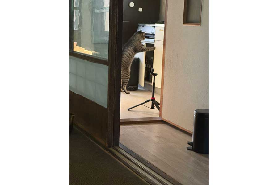二本足で立ち上がるとらくん【写真提供:大島 淳之 / Atsuyuki Ohshima(@atyk12)さん】