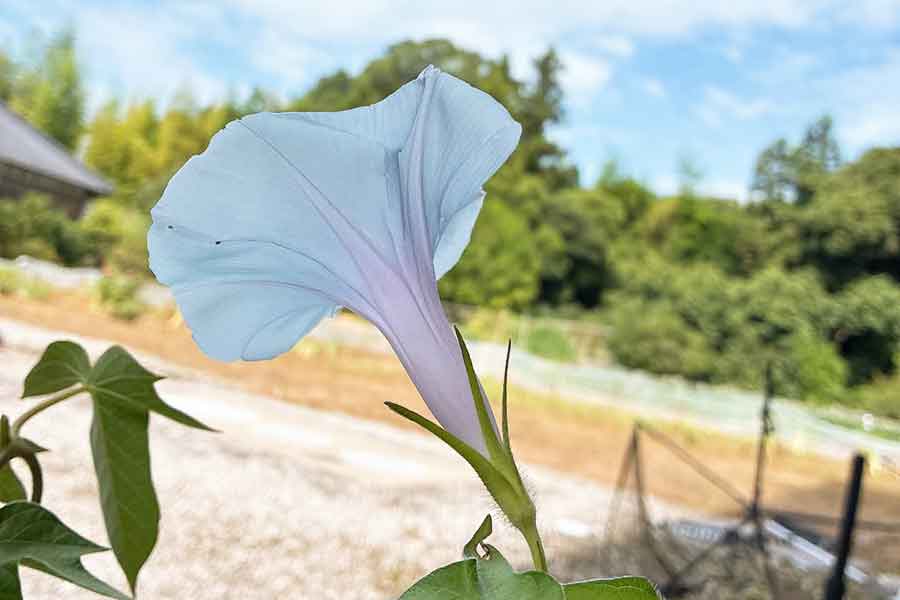 とある朝、咲いたアサガオの花を見ると…？【写真提供：しょうた（sht_n__xx.r3）さん】
