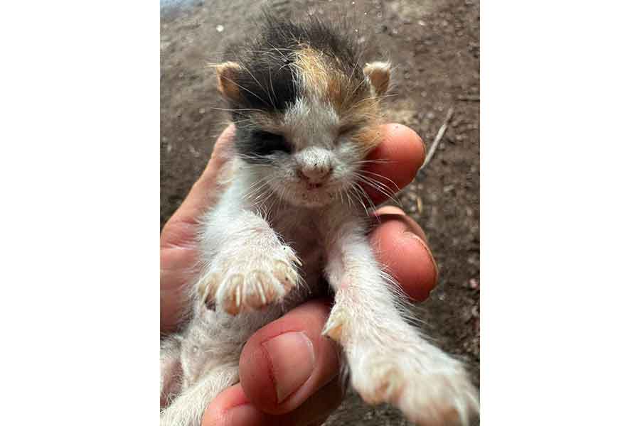 廃材の上で弱々しく鳴いていた三毛ねこ【写真提供:勝間田裕之(shengjiantianyuzhi)さん】