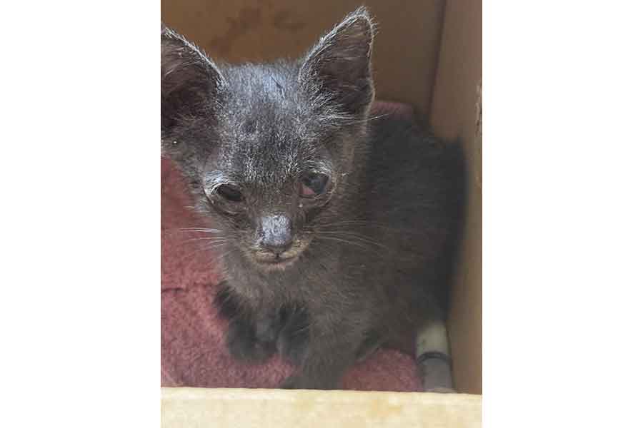 保護当時の子ねこ【写真提供：タイヤ猫（ie.maruru）さん】