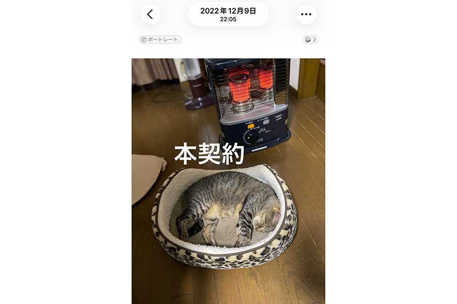 「内覧会済」からわずか2日、すっかりくつろいだ様子のみー助くん【画像提供:EMY(@EMYSWORKS)さん】