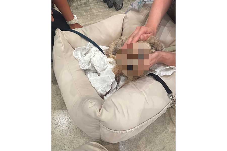 商業施設の出入り口でぐったりとしていた小型犬【写真提供:投稿者】