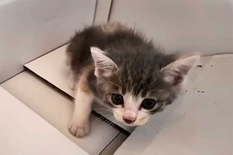 迷い込んだ子ねこ【出典:YouTube「おかゆ生活」よりスクリーンショット】