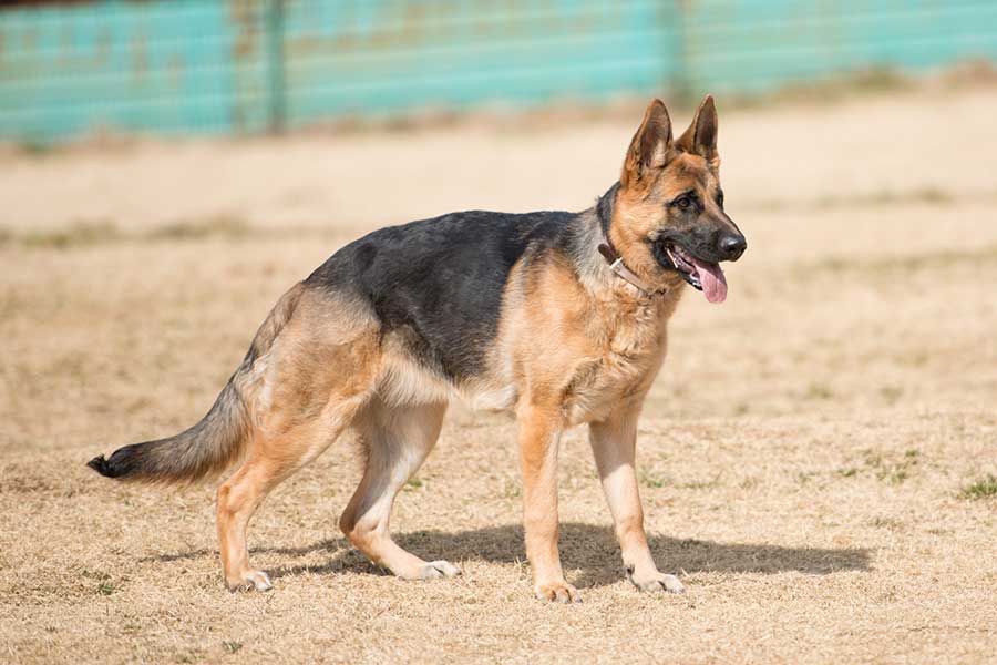 警察犬として活躍することが多いジャーマンシェパード【写真:PIXTA】