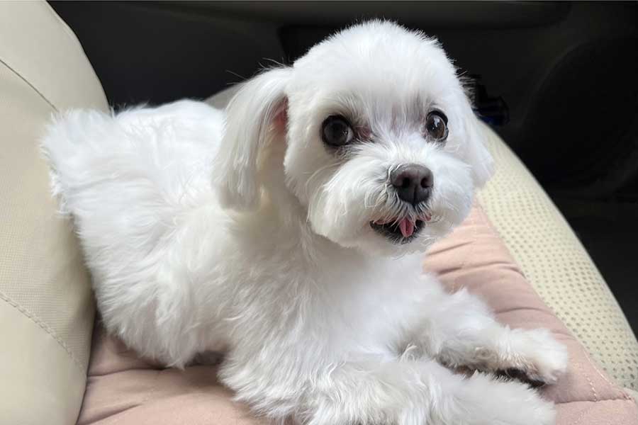 炎天下の飼い犬の車内放置が波紋(写真はイメージ)【写真:写真AC】