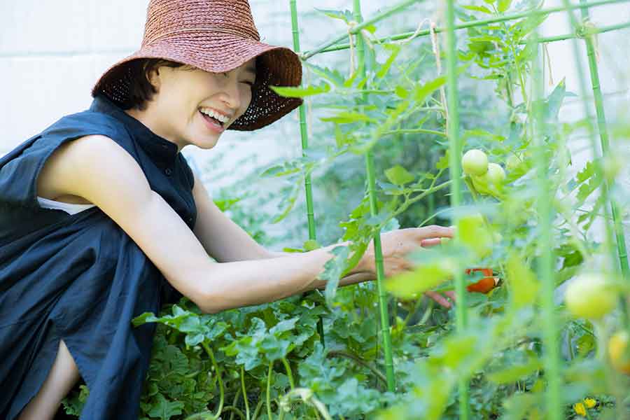 ミニトマトを3株植えたら大変なことに…!(写真はイメージ)【写真:PIXTA】