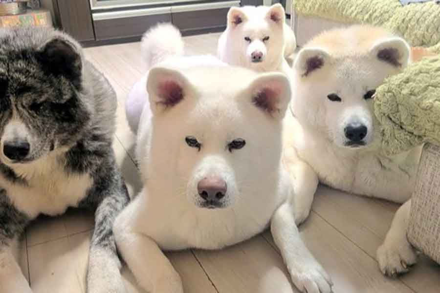おやつ待ちをする秋田犬たち【写真提供:秋田犬こゆきと愉快な仲間達(@kodomo4dog5)さん】