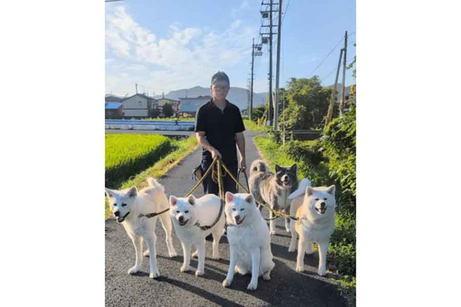 ご機嫌に朝散歩をする(左から)こうたろうくん、こゆきちゃん、カナちゃん、クルミちゃん。少し後ろにいるのが、だいちくん【写真提供:秋田犬こゆきと愉快な仲間達(@kodomo4dog5)さん】
