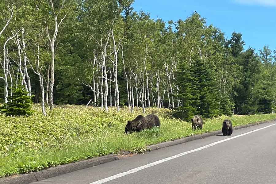 野生動物が道路に出没することも(写真はイメージ)【写真:写真AC】