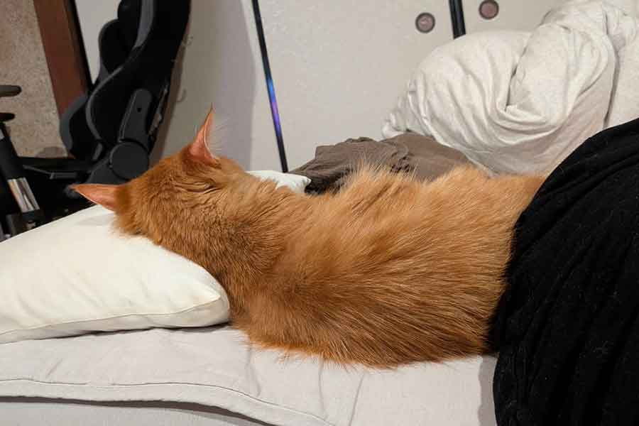 飼い主さんの枕で熟睡中のぽわげくん【写真提供：ツナ（@motikiro2）さん】