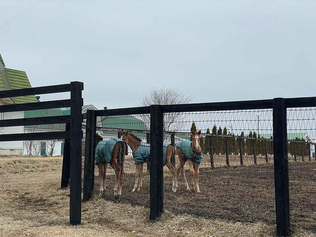 柵の内側で過ごす馬たち。道路と牧場の敷地内には明確な区別がある【写真提供:ヴェルサイユファーム株式会社】