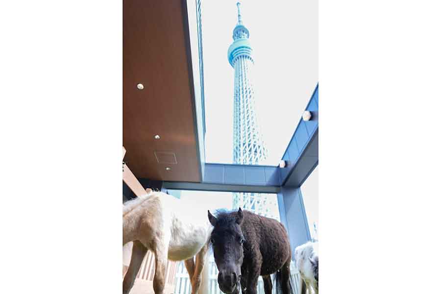 東京スカイツリーから約400メートル。都会の真ん中でのびのびと過ごすミニチュアホースたち【写真：増田美咲】