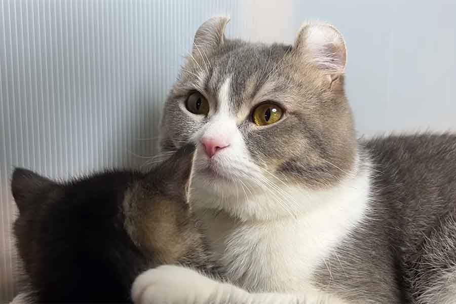 そり耳猫のもすけ【出典:YouTube「そり耳ネコもすけのパパ物語」よりスクリーンショット】
