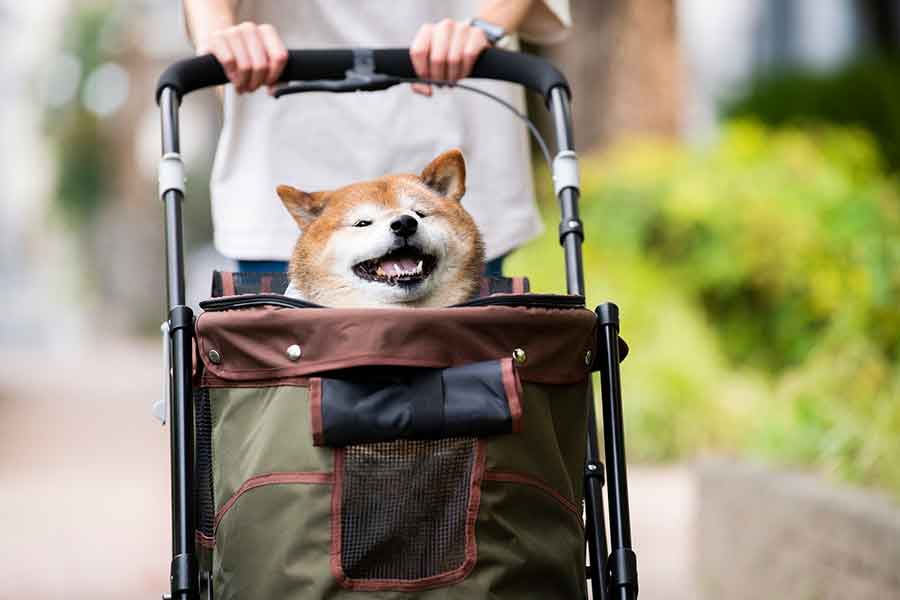 ペットカートに乗る犬が多いことに驚き（写真はイメージ）【写真：PIXTA】