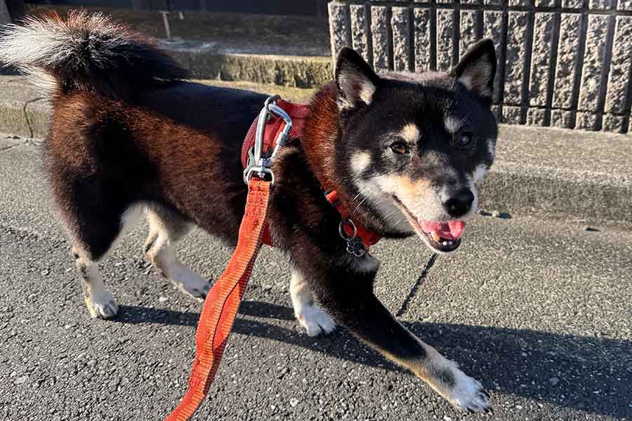 散歩を楽しむ柴犬【写真提供：べちか（@10chf）さん】