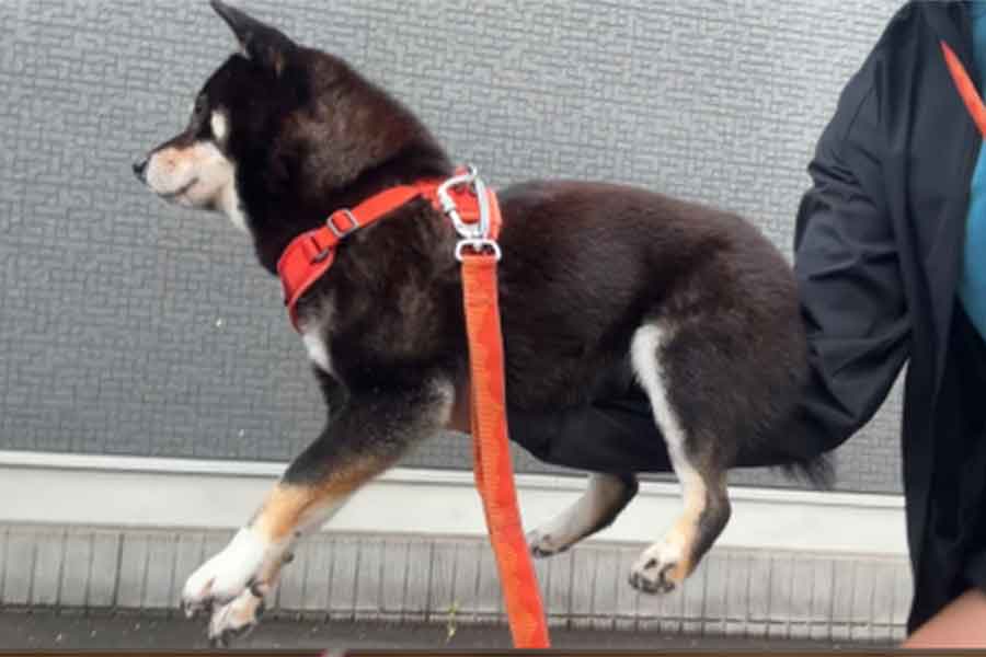 不安定な状態でも動じない柴犬【出典：X（@10chf）よりスクリーンショット】