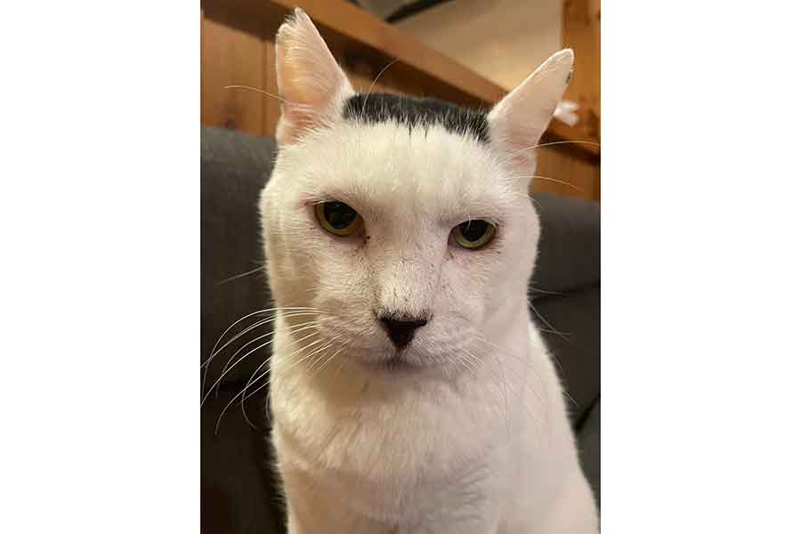 先代のねこ、磯辺海苔男くん【写真提供：猫好き和菓子屋「櫻園」さくらえん（@sakuraneko2222）さん】
