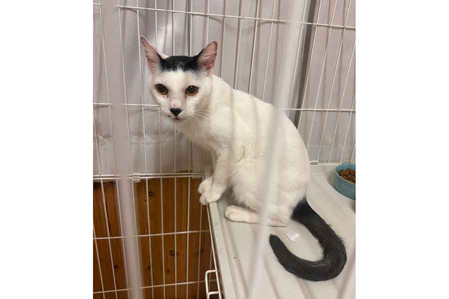 先代ねこの海苔男くんとそっくりな模様を持つ新入りのねこ【写真提供:猫好き和菓子屋「櫻園」さくらえん(@sakuraneko2222)さん】