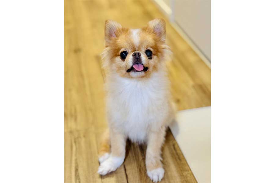 投稿者さんの愛犬・芭ちゃん【写真提供:1歳で脳炎になったハナ(hanaseed17)さん】