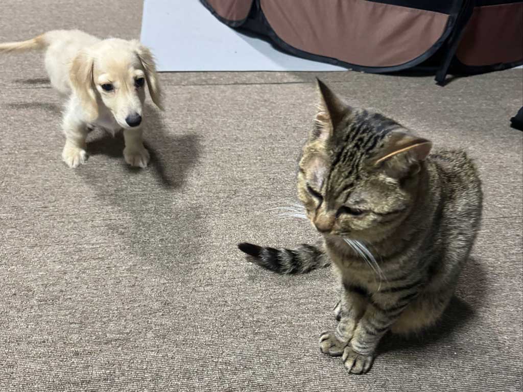 仲が良く、普段から一緒に過ごすことが多い（奥から）くうくんとペタくん【写真提供：だーよし（@Y_S_D_star）さん】