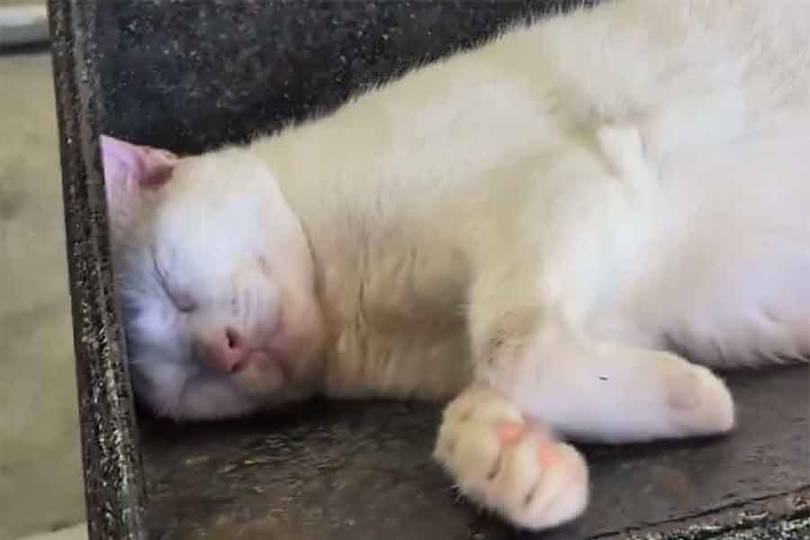 ねこが寝ている場所は…【出典:X(@nenetokaka)よりスクリーンショット】