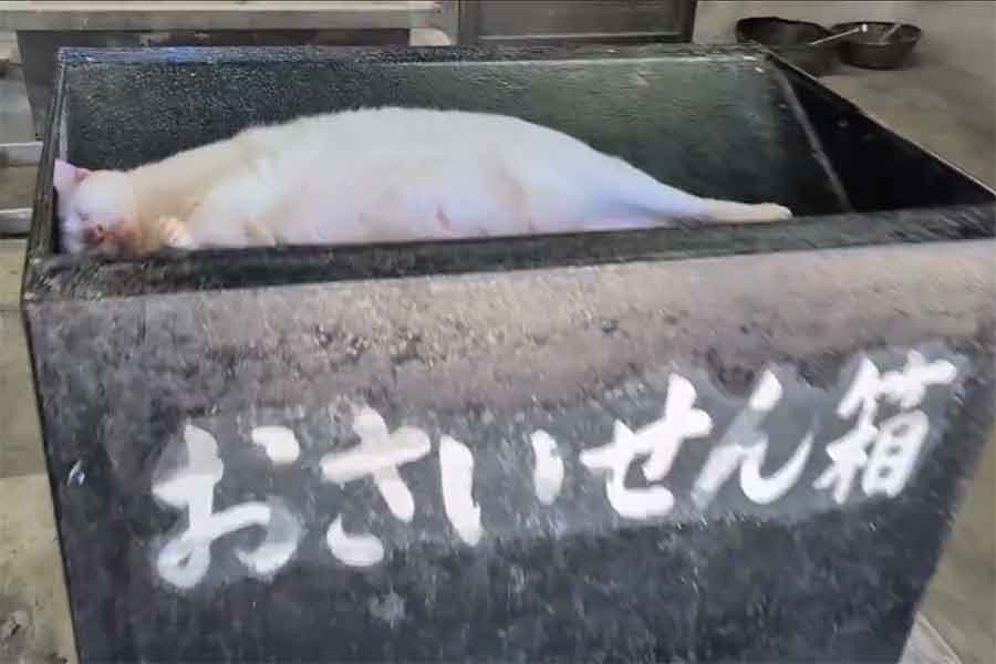 賽銭箱の中で眠るねこ【出典:X(@nenetokaka)よりスクリーンショット】