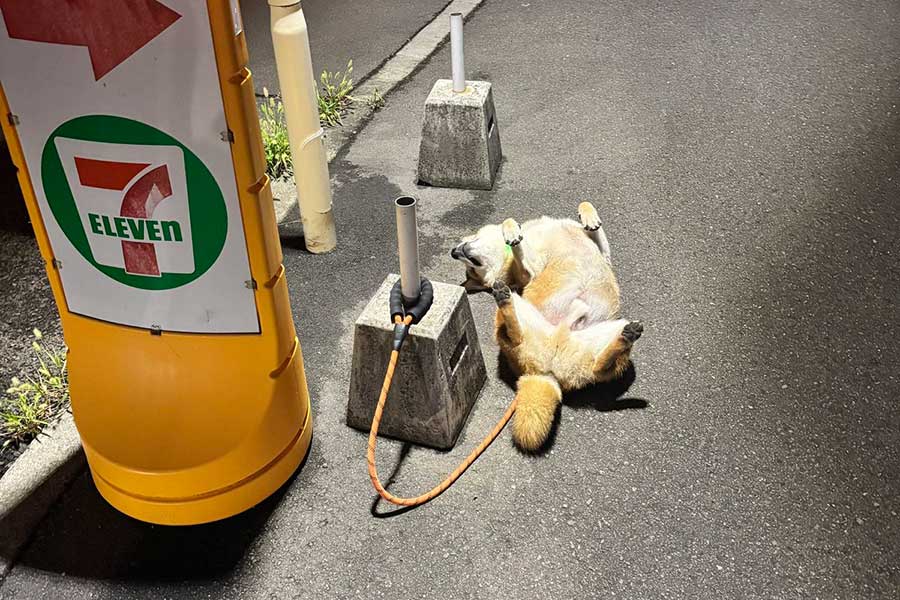 コンビニ横で“拒否柴”を発動させる岳くん【写真提供:岳 柴犬(@hikingshibaGAKU)さん】