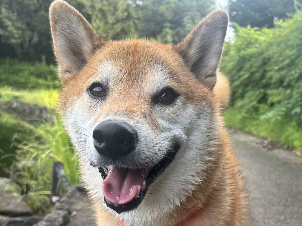 散歩中に笑顔を見せる岳くん【写真提供:岳 柴犬(@hikingshibaGAKU)さん】