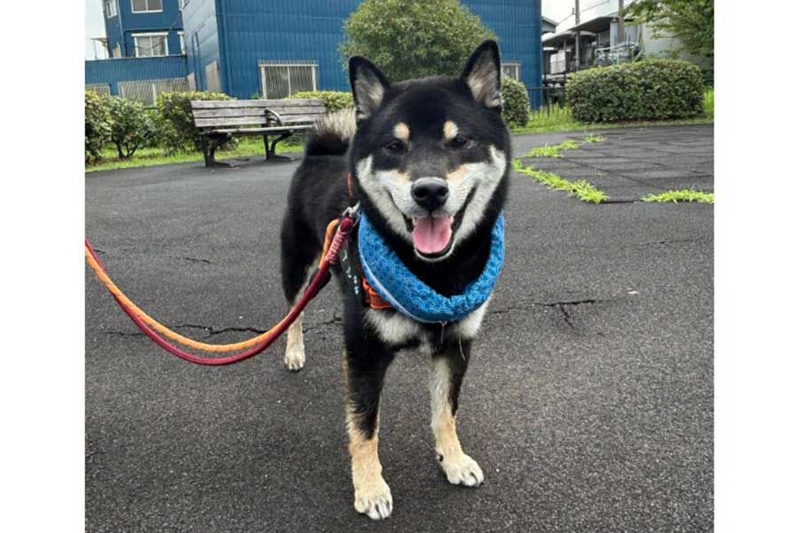 普段は自由奔放な性格だという3歳半のアルくん【写真提供：本人】