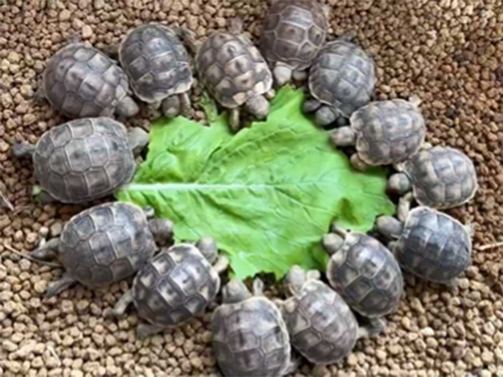 カブの葉を食べ進めるギリシャリクガメたち【出典：X（@kamevito）よりスクリーンショット】